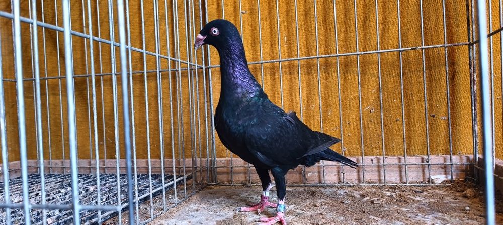 Gołębie z lotu. Duński lotny Samica