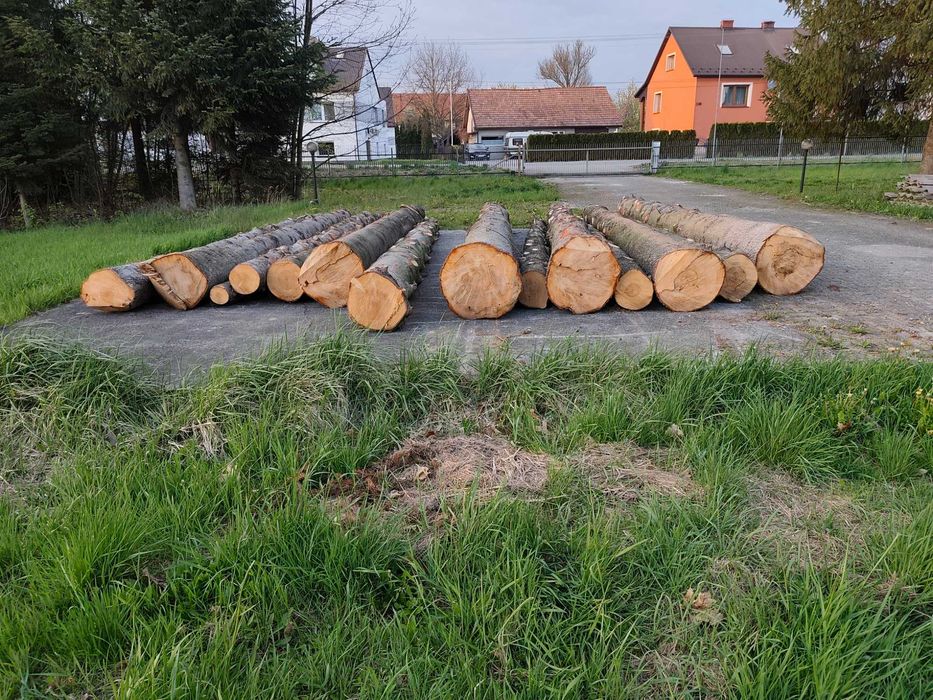 Pnie jodłowe 5m-