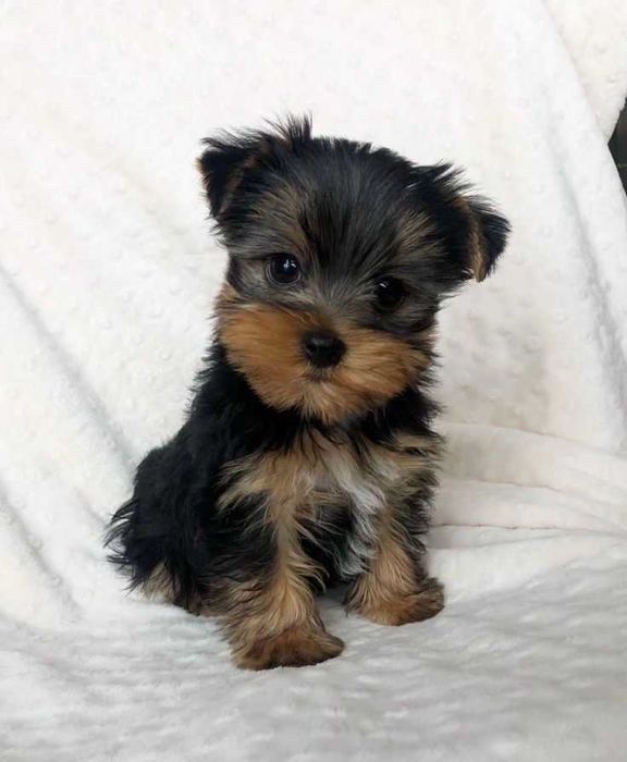 Продаж цуценят йорка