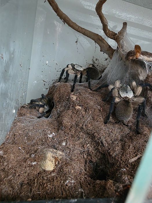 Monocentropus balfourii grupówka terrarium pająk