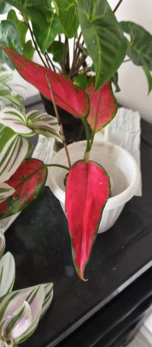 Домашня агланема.