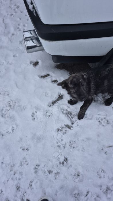 Віддам цуцика, хлопчик