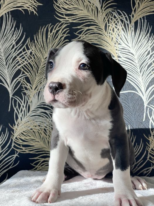 Шикарна чорно біла красуння Аст