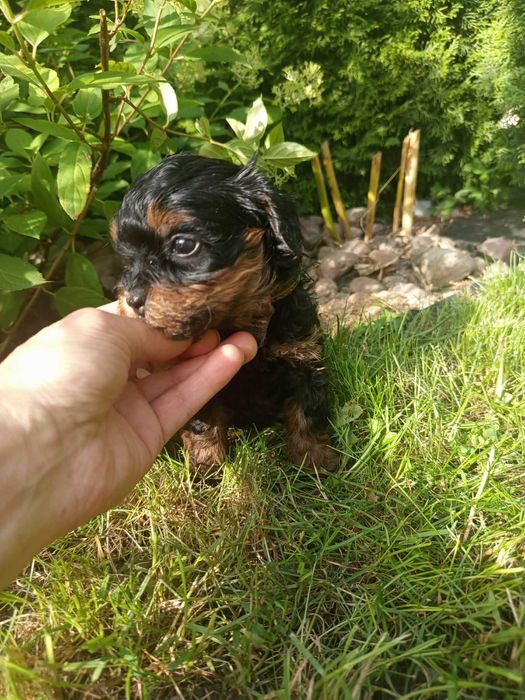 Maltipoo/Hawapoo f1 piękna dziewczynka