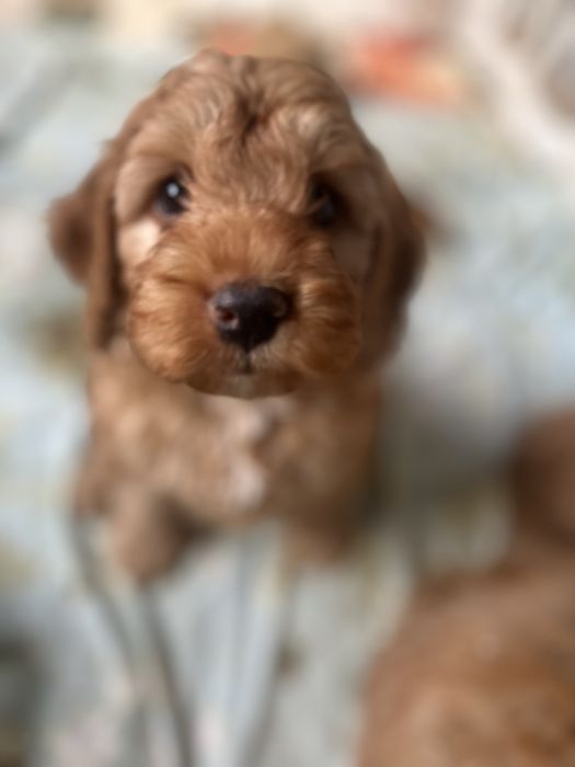 Piesek cockapoo F1 rodzice z badaniami n/n cocker spaniel + pudel miniaturowy