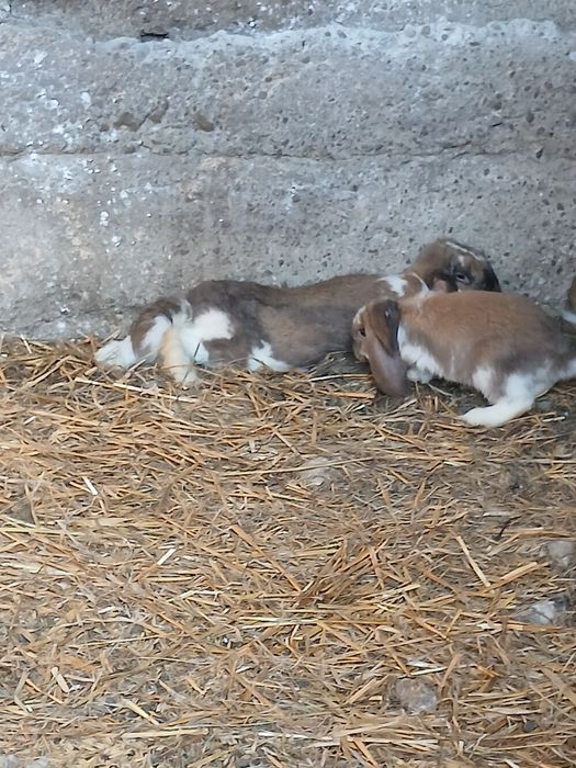 Sprzedam młode baranki francuskie