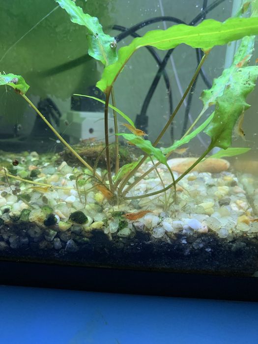 Neocaridinas laranja