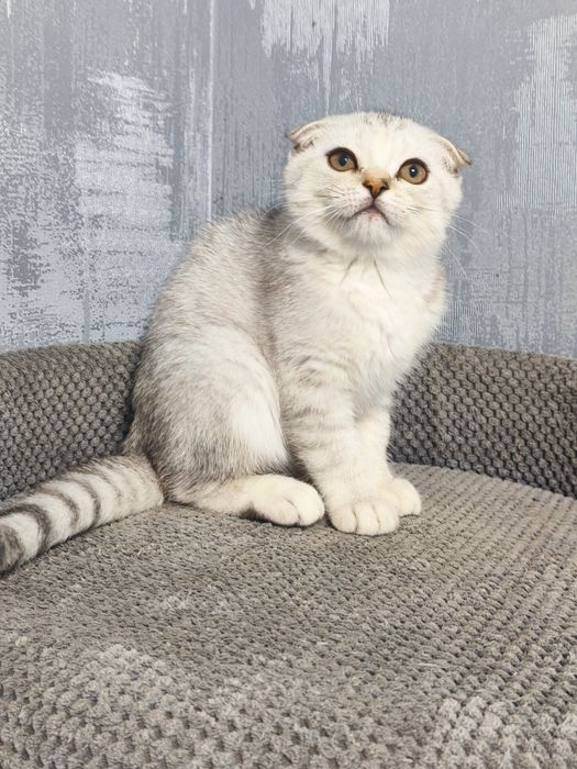 Висловуха дівчинка срібла шиншила котята кошенята котики