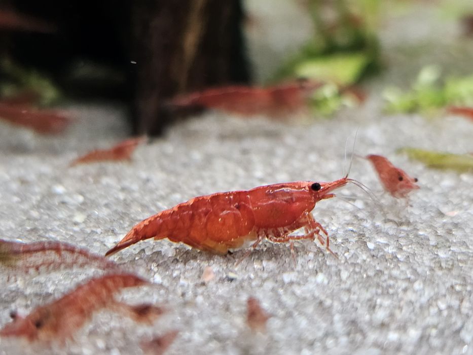 Camarões Red Cherry sakura