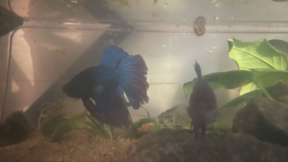 Риби пітушки betta