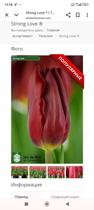 Продам тюльпани.