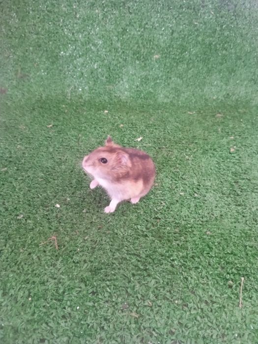 Animais super fofos e amorosos