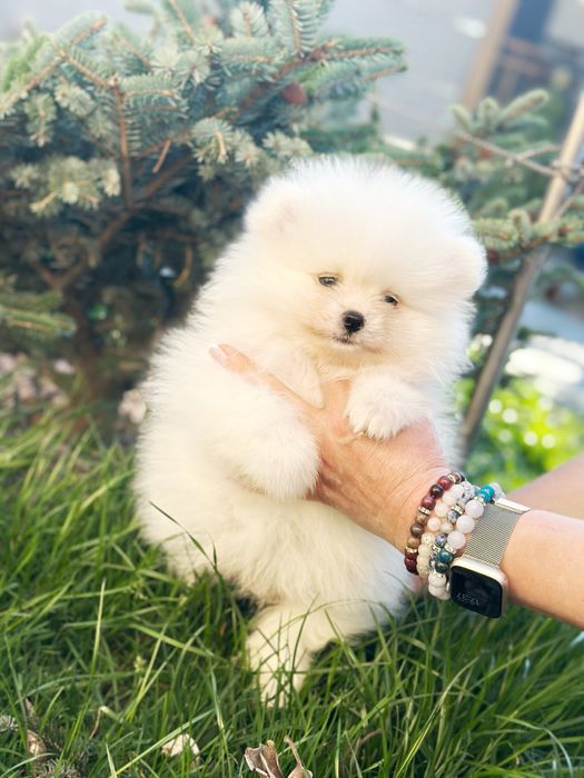 Белый мишка шпиц