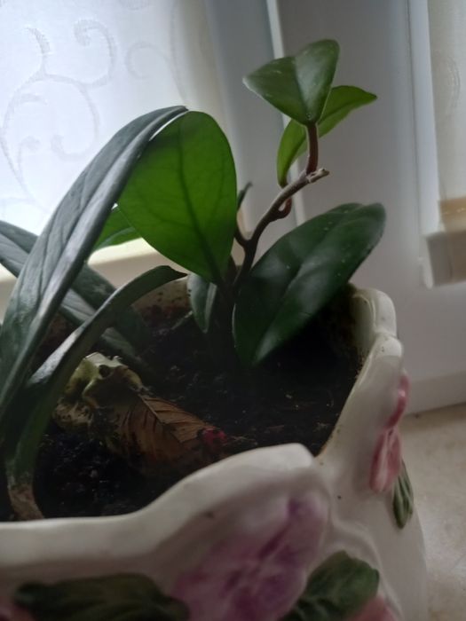 Хойя хойя хойя хойя детка