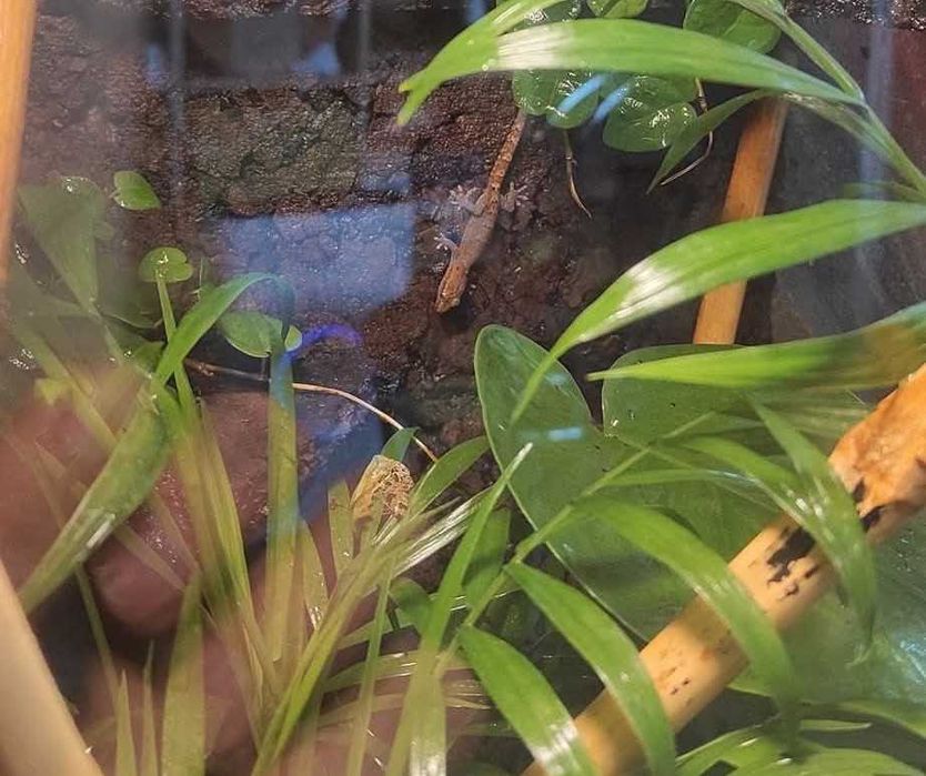 Gotowe terrarium dla kraba / gekona / kameleona / żabek / żółwia