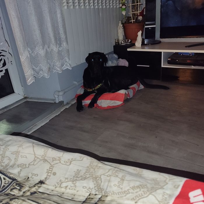 Oddam suczkę labrador