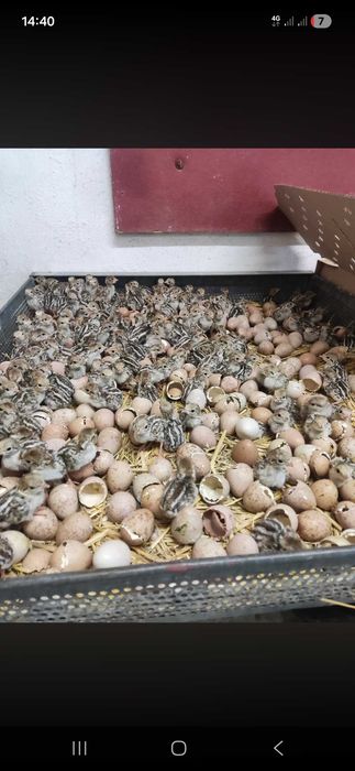 Ovos Perdiz Vermelha