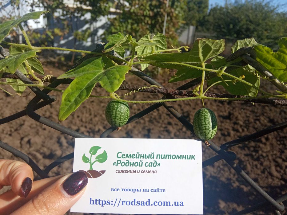 Огірки насіння (23 сорти) огурец семена є безкоштовна доставка