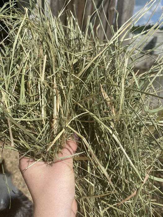 Sianko dla krolikow swinek morskich 3kg