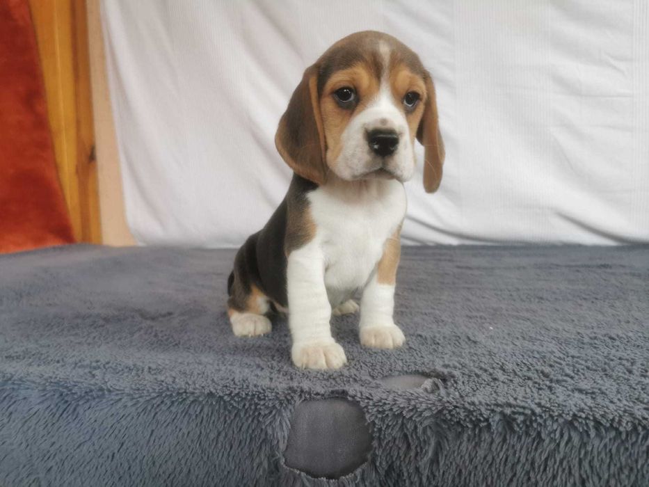 Beagiel  Tri-Color szczeniak