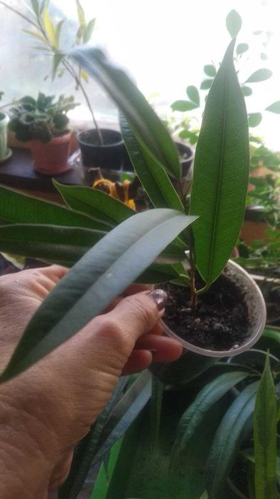 Фикусы лирата,али обычный и  вариегатный, триангулярис,мелани