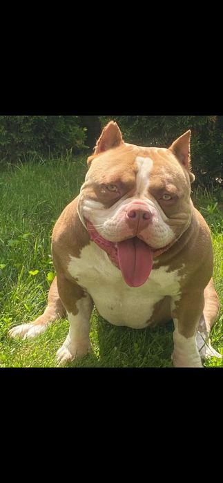 Piesek American Bully Pocket