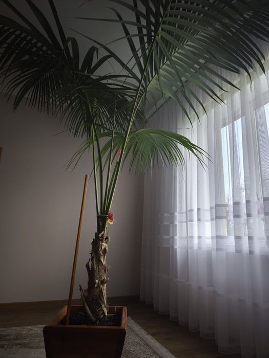 Пальма кімнатна .