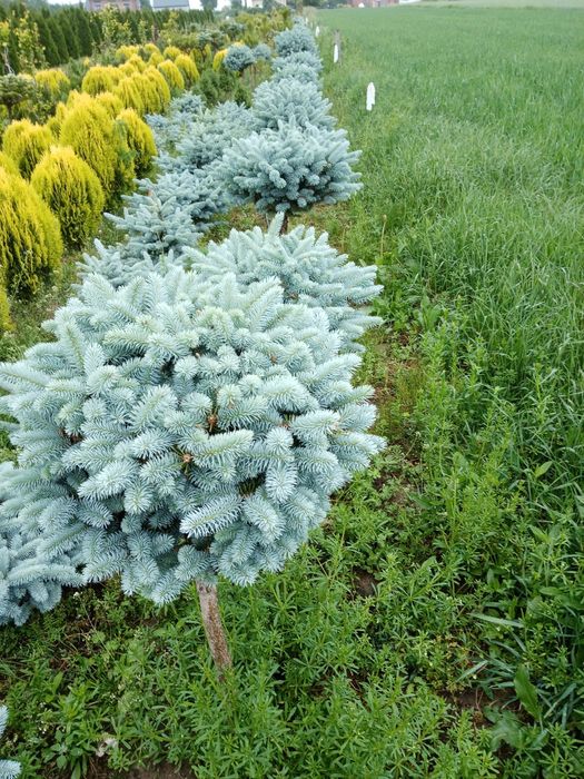 Drzewa, krzewy szczepione, bonzaje