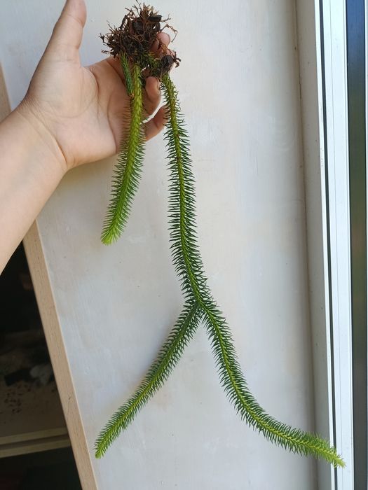 Хуперзія Hupersia ( Licopodium) squarosa