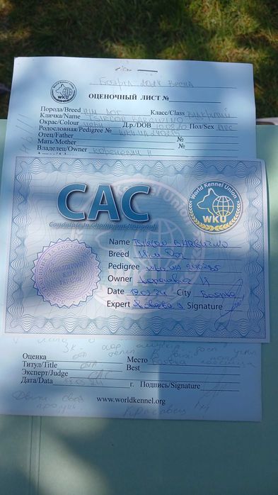 Німецький дог кобель для в'язки