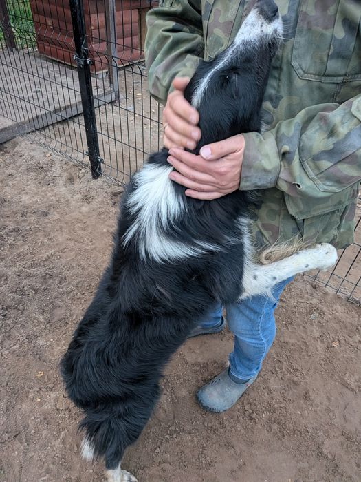 Border Collie z rodowodem szuka nowego domu