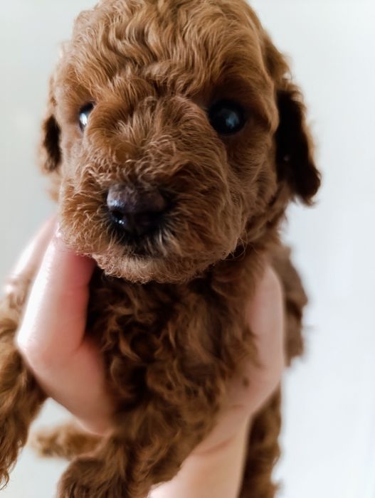 Той Пудель Ред Браун