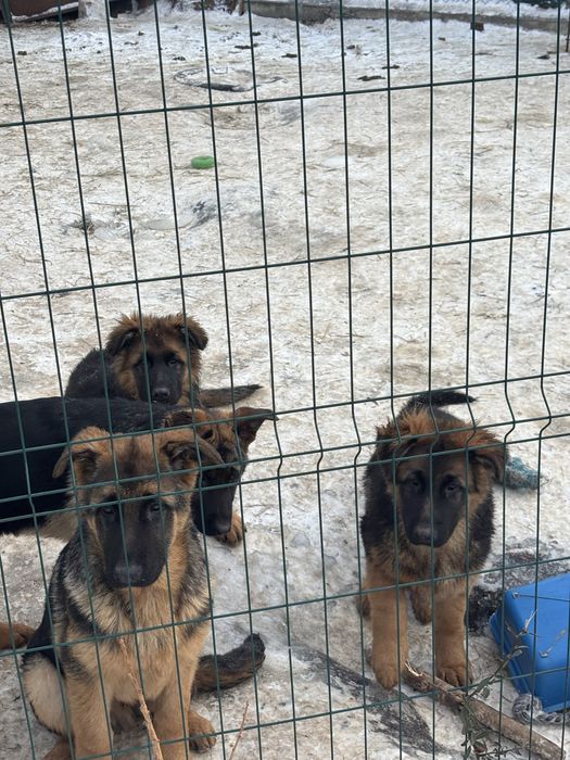 Продаются щенки німецької вівчарки