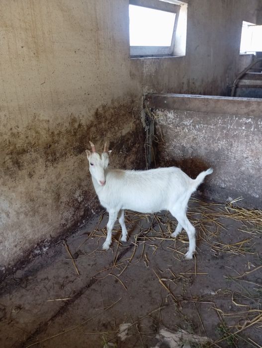 Продам    козочку
