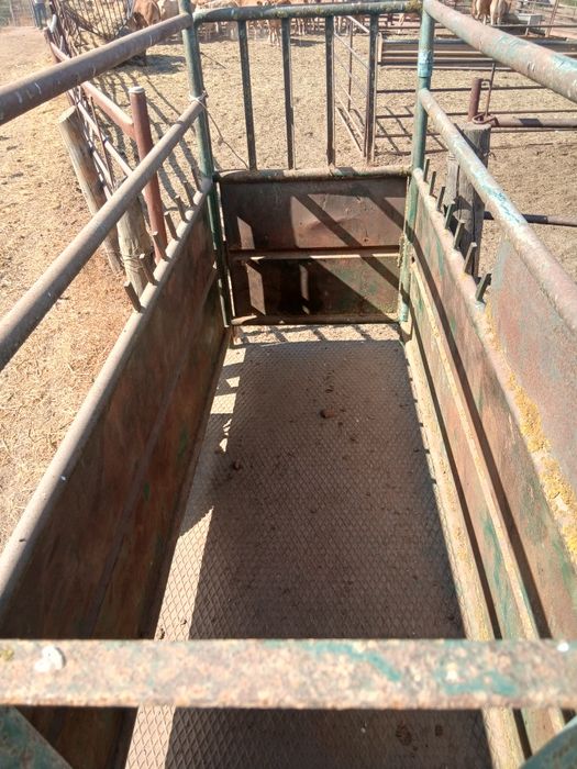 Balança gado vavas