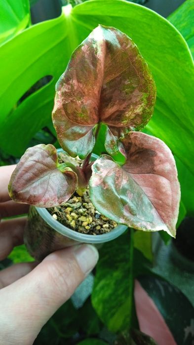 Філодендрон , Монстера, Епіпремнум