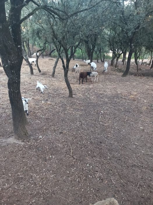 Vendo animais de quinta ovelhas ou cabras