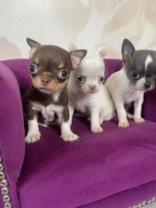 Chłopiec chihuahua
