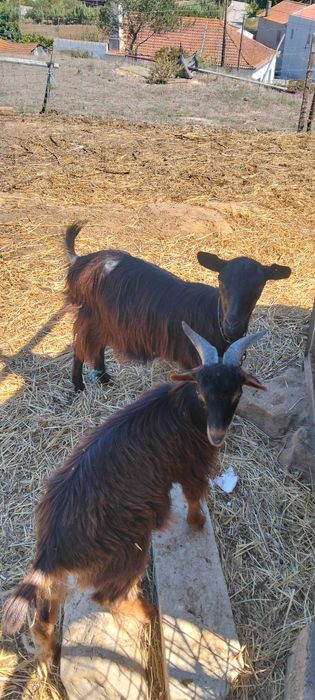 Cabras serranas e anãs