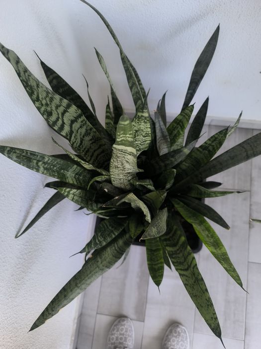 Espada-de-São-Jorge (Sansevieria trifasciata)