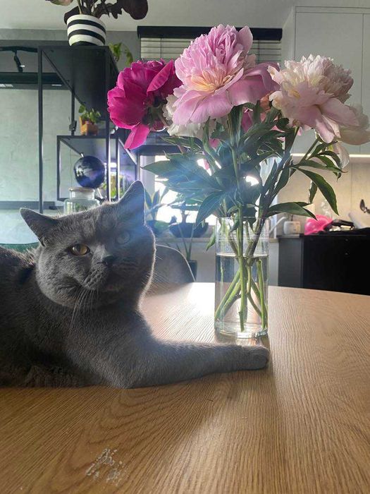 Kot kocur brytyjski reproduktor krycie / cena 500 zl