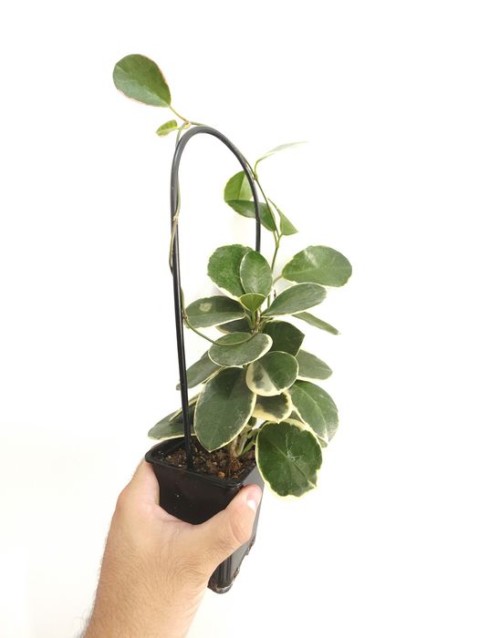 Hoya Australis Blondie