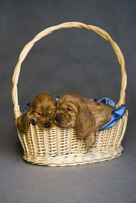 Англійський кокер-спаніель — дівчинка з яскравим рудим окрасом і м’яко