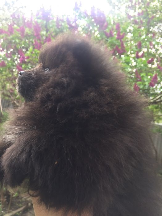 Продам черную девочку померанского шпица! Лучший щенок помета!