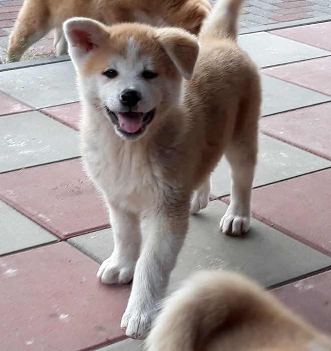 Akita Inu - suczka FCI.