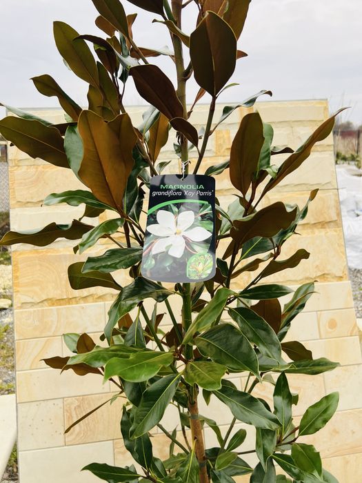 Магнолія Грандіфлора Grandiflora вічнозелена
