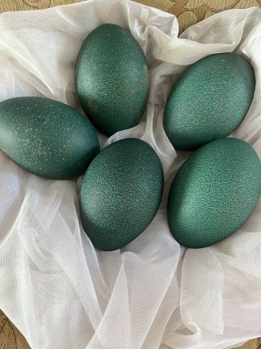 Яйца страуса Эмо