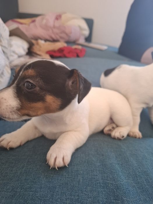 Jack russel terrier