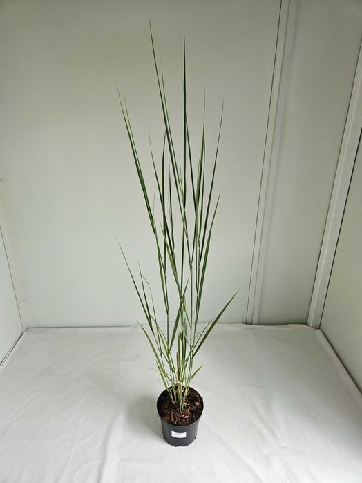 Proso rózgowate Northwind 130cm C2 – wysoka trawa ozdobna