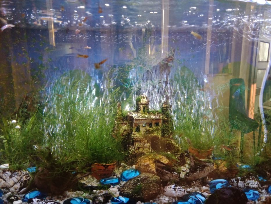 Akwarium z całym wyposażeniem